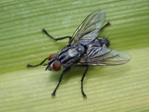 Sarcophaga sp.